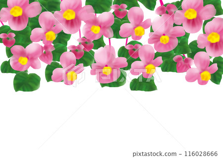 Begonia flower card 5 116028666