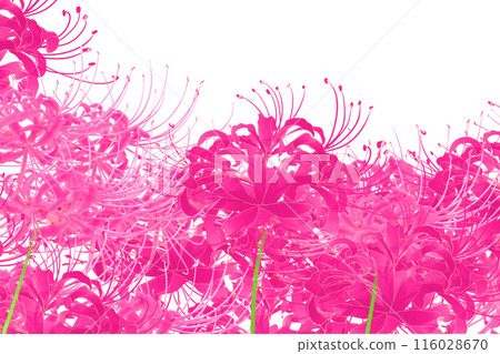 Licorice flower card 2 116028670