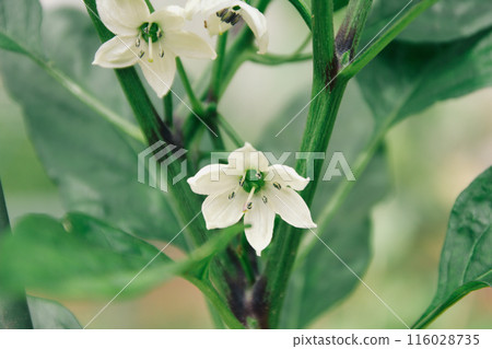 Shishito的花 Shishito的花 116028735