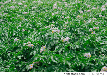 Potato flowers 116028751