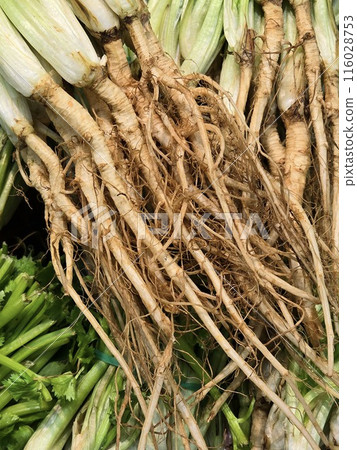Coriander root. It's the root part of the coriander (cilantro) plant. It is vegetable and herb for Thai food. Close up of fresh organic Coriander roots. Coriander root. It's the root part of the coriander (cilantro) plant. It is vegetable and herb for Thai food. Close up of fresh organic Coriander roots. 116028753