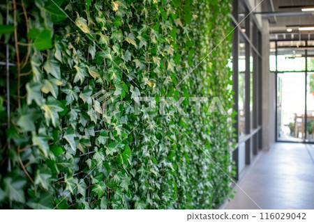 walls into a lush haven, each surface adorned with the delicate beauty of ivy leaves 116029042