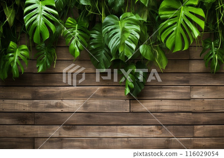 Charm of Monstera graces a wood background, infusing rustic warmth and tropical elegance to your space Charm of Monstera graces a wood background, infusing rustic warmth and tropical elegance to your space 116029054