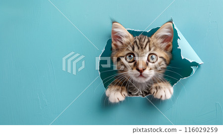 A cute fluffy kitten looking through a hole in a blue paper background with copy space for text. 116029259