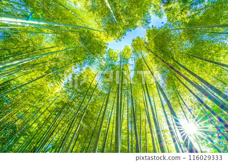 日本橫濱城市景觀美麗的竹林和陽光開始變黃...希望之光...=16th 116029333