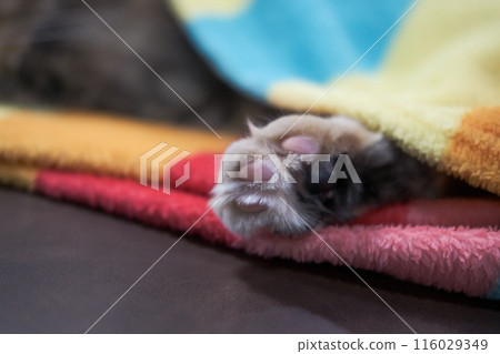 Close-up of a fluffy brown cat's paw peeking out from under a blanket 116029349
