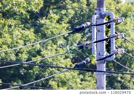 Three green budgerigars Wild budgerigars on a power line 116029478