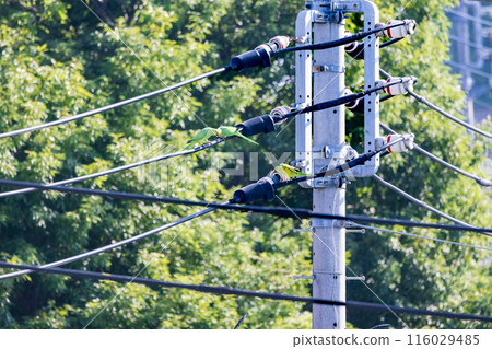 Three green budgerigars Wild budgerigars on a power line 116029485