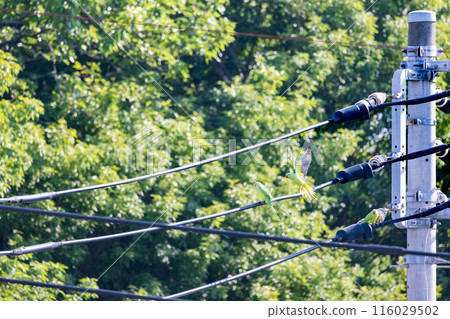 三隻綠色虎皮鸚鵡野生虎皮鸚鵡棲息在電線上 116029502