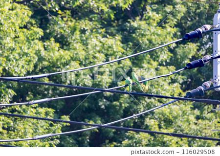 Three green budgerigars Wild budgerigars on a power line 116029508