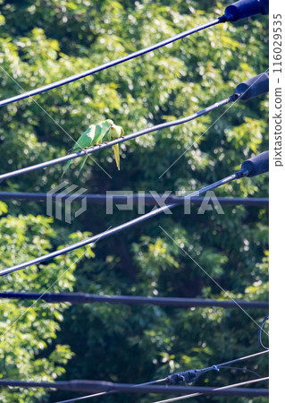 Three green budgerigars Wild budgerigars on a power line 116029535