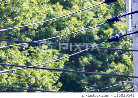 Three green budgerigars Wild budgerigars on a power line 116029541