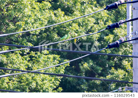Three green budgerigars Wild budgerigars on a power line 116029543