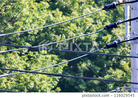 Three green budgerigars Wild budgerigars on a power line 116029545