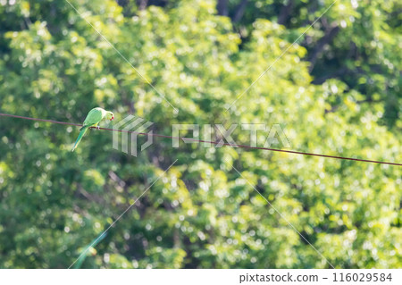 Green Budgerigar Wild Budgerigar Perched on a Power Line Green Budgerigar Wild Budgerigar Perched on a Power Line 116029584