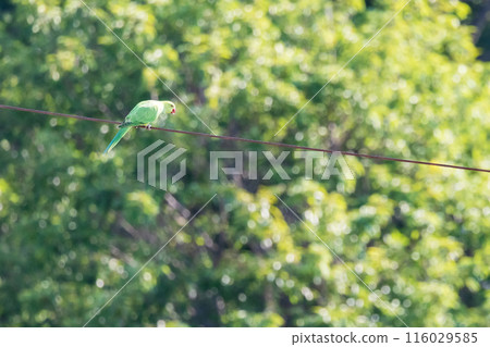 Green Budgerigar Wild Budgerigar Perched on a Power Line 116029585