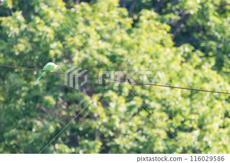 Green Budgerigar Wild Budgerigar Perched on a Power Line 116029586