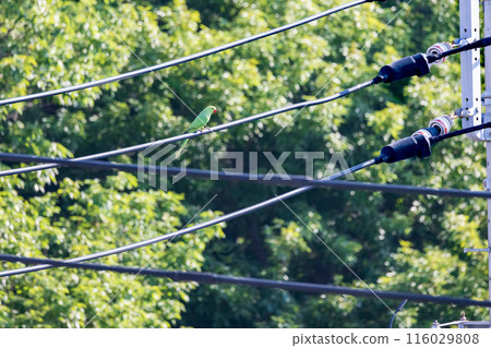 Green Budgerigar Wild Budgerigar Perched on a Power Line Green Budgerigar Wild Budgerigar Perched on a Power Line 116029808