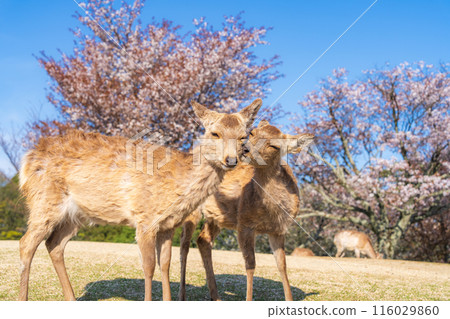 [春天]奈良公園若草山鹿[櫻花] 116029860