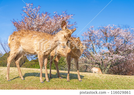 [春天]奈良公園若草山鹿[櫻花] 116029861