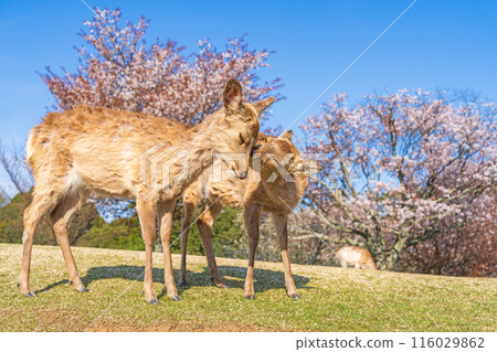 [春天]奈良公園若草山鹿[櫻花] 116029862