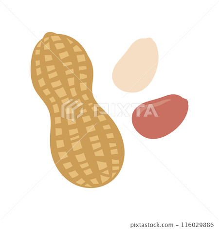 Cute peanut/peanut illustration 116029886