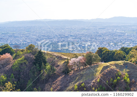 [Spring] Nara Park - View from Mount Wakakusa [Cherry Blossoms] 116029902