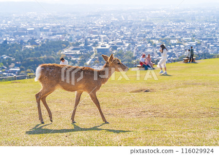 [Spring] Nara Park - Deer on Mount Wakakusa 116029924