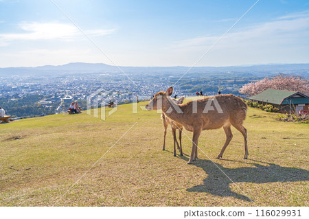 [Spring] Nara Park - Deer on Mount Wakakusa [Cherry Blossoms] 116029931