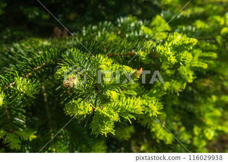 Young shoots of the Nordmann fir Abies nordmanniana. Pine branches at sunlight. 116029938