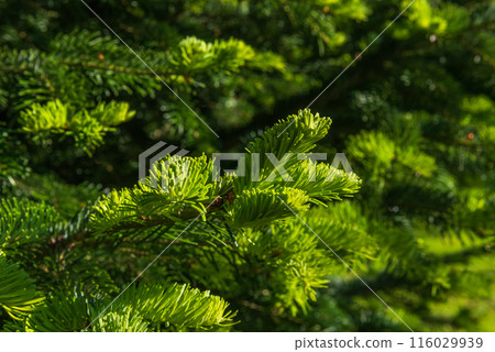 Young shoots of the Nordmann fir Abies nordmanniana. Pine branches at sunlight. 116029939