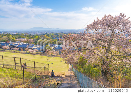 [Spring] Nara Park, Mount Wakakusa [Cherry Blossoms] 116029943