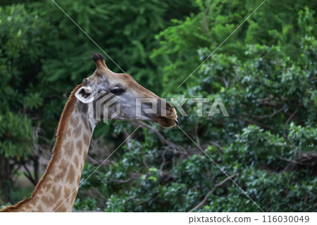 Close up head giraffe in the garden 116030049