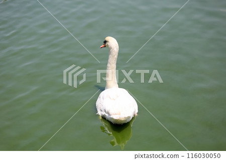 Close up White swan is cute in river 116030050