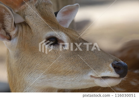 Close up head female deer in garden Close up head female deer in garden 116030051