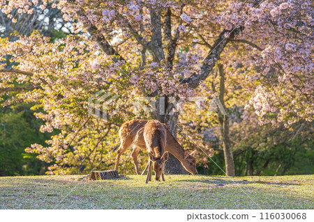 【春天】奈良公園的鹿【櫻花】 116030068
