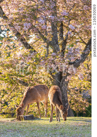[Spring] Deer in Nara Park [Cherry Blossoms] 116030069