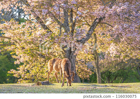 [Spring] Deer in Nara Park [Cherry Blossoms] 116030075