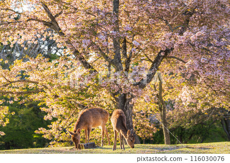 [Spring] Deer in Nara Park [Cherry Blossoms] 116030076