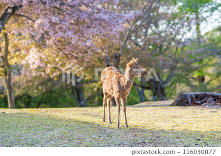 【春天】奈良公園的鹿【櫻花】 116030077