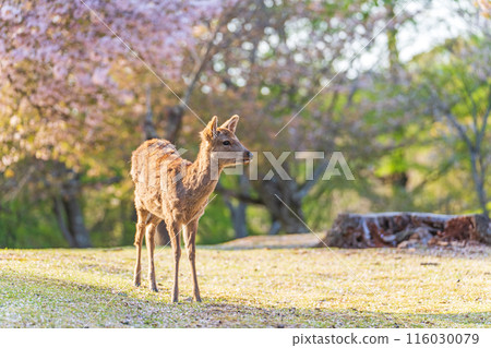 【春天】奈良公園的鹿【櫻花】 116030079