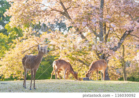 [Spring] Deer in Nara Park [Cherry Blossoms] 116030092