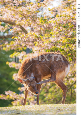【春天】奈良公園的鹿【櫻花】 116030104
