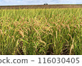 The season when rice ears grow 116030405