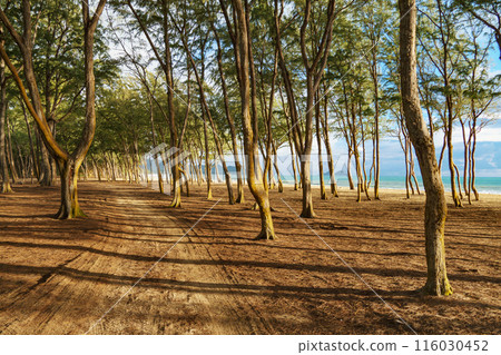 A serene and verdant forest nestled beside a sandy beach 116030452