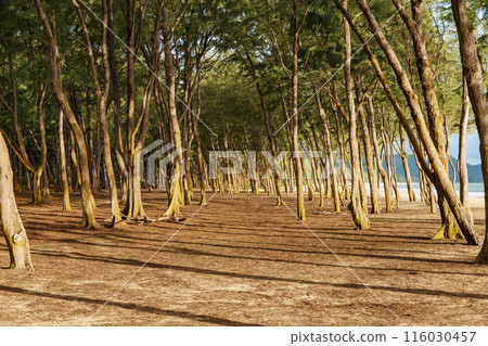A beautiful row of trees growing along the sandy shore of a beach 116030457