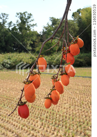 Autumn scenery in the ancient city of Nara Autumn scenery in the ancient city of Nara 116030519