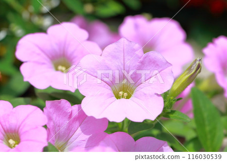 矮牽牛的粉紅色 116030539
