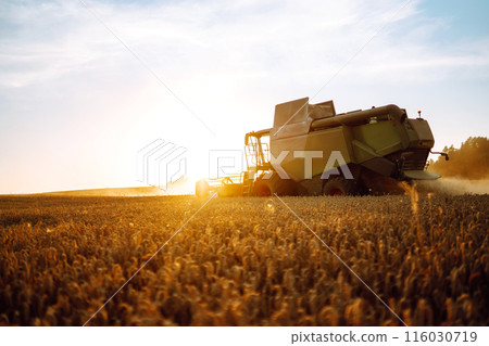 Modern industrial combine harvester harvests wheat cereals on a summer day. Rich harvest concept. 116030719