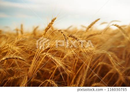 Golden spikelets of wheat in the field at sunset. Agricultural concept. Harvest nature growth. Golden spikelets of wheat in the field at sunset. Agricultural concept. Harvest nature growth. 116030785